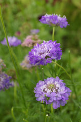 Scabiosa QIS Dark Blue