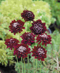Scabiosa QIS Deep Red