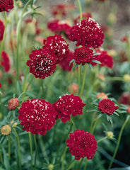 Scabiosa QIS Scarlet