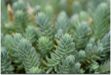 Sedum reflexum