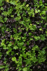 Lettuce Global Gourmet Blend MSPLT