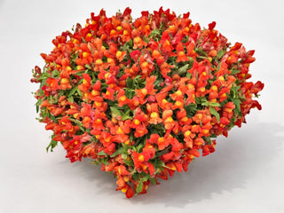Snapdragon Candy Showers Orange