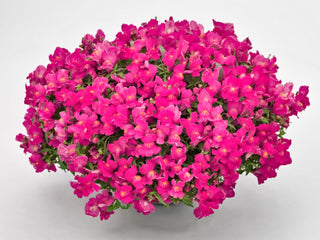 Snapdragon Candy Showers Rose