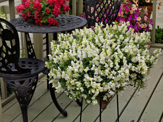 Snapdragon Candy Showers White
