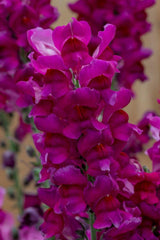 Snapdragon Speedy Sonnet Purple