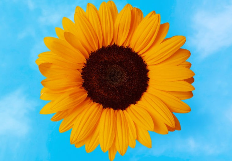 Sunflower Soleado Max TRT – Vis Seed