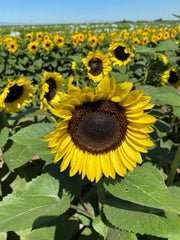 Sunflower ProCut Lemon TRT