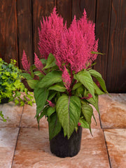 Celosia Century Pink