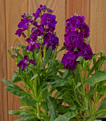 Stock Mime Purple