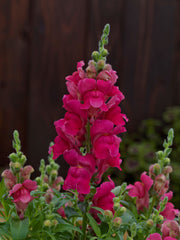 Snapdragon Candy Tops Rose PLT