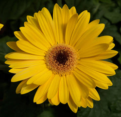 Gerbera Majorette Yellow Dark Eye
