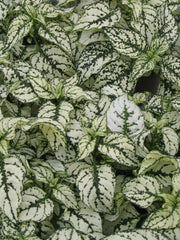 Hypoestes Confetti Compact White