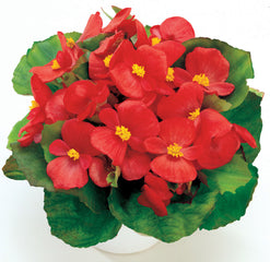Begonia Ambassador Coral PLT