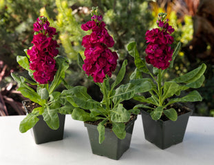 Stock Mime Red