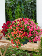 Snapdragon Candy Showers Mix  MPLT