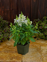 Snapdragon Candy Tops White PLT