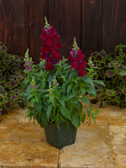 Snapdragon Candy Tops Red PLT