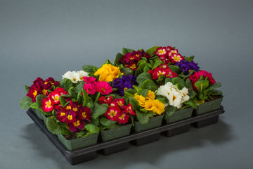 Primula Danessa Mixture