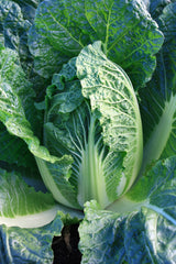 Cabbage China King