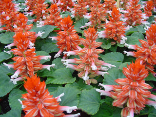 Salvia Reddy Scarlet Bicolor