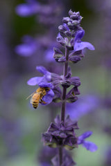 Salvia Big Blue