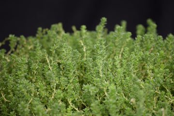 Sedum acre