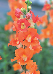 Snapdragon Chantilly 1-2 Bronze