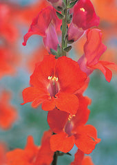 Snapdragon Chantilly 1-2 Deep Orange