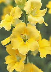 Snapdragon Chantilly 1-2 Cream Yellow