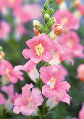 Snapdragon Chantilly 1-2 Light Pink
