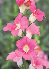 Snapdragon Chantilly 1-2 Pink