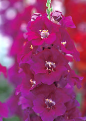Snapdragon Chantilly 1-2 Purple