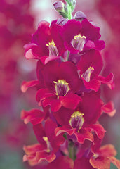 Snapdragon Chantilly 1-2 Velvet