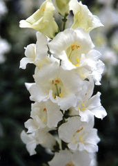 Snapdragon Chantilly 1-2 White