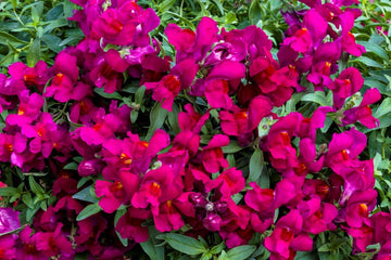 Snapdragon Candy Showers Deep Purple