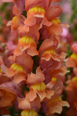 Snapdragon Rocket Bronze