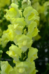 Snapdragon Rocket Golden