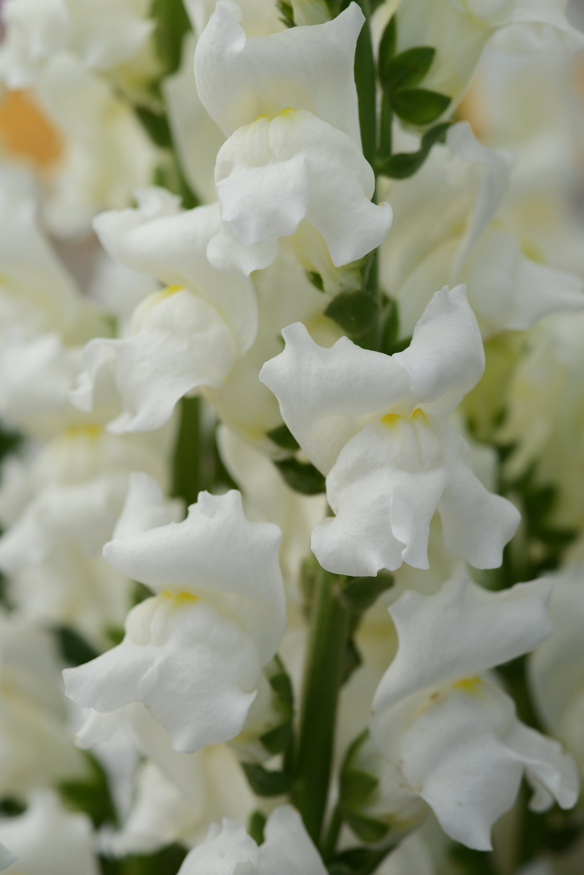Snapdragon Rocket White – Vis Seed
