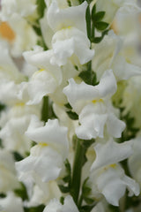 Snapdragon Rocket White
