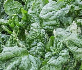 Spinach Bloomsdale Long Standing