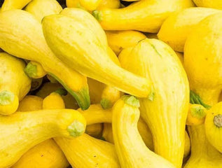 Squash Golden Summer Crookneck Yellow