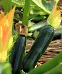 Squash Zucchini Black Beauty