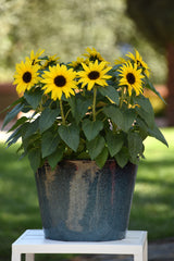 Sunflower SunBuzz