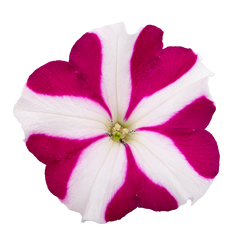 Petunia Success TR Magenta Star PLT