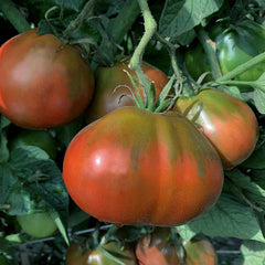 Tomato Japanese Black Trifele