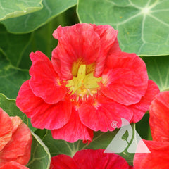 Nasturtium Cherry Rose