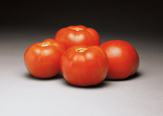 Tomato Better Bush