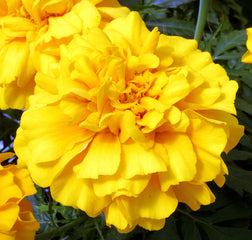 Marigold Zenith Golden Yellow DTL