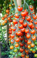 Tomato Cherry Super Sweet 100
