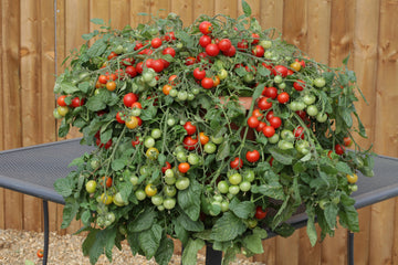 Tomato Red Profusion